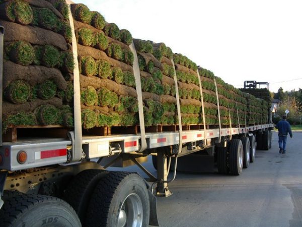 Sod Pallet - 50 Grass Rolls (Covers 450 Square Feet ...